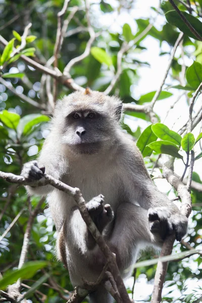 Macaco Langkawi Malásia — Fotografia de Stock