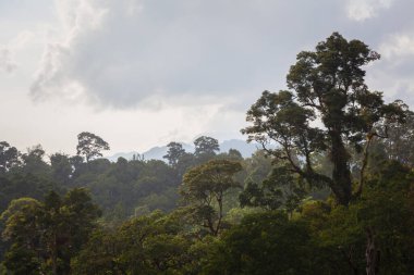 Orman. Langkawi teleferik istasyonundaki harika turist bakış açısı. Okyanus ve dağlar