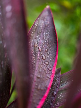 Renkli yaprağın üzerine düşen su damlalarını kapat