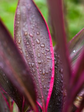 Renkli yaprağın üzerine düşen su damlalarını kapat