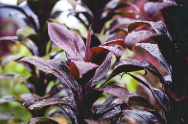 Renkli yaprağın üzerine düşen su damlalarını kapat