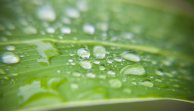 Renkli yaprağın üzerine düşen su damlalarını kapat