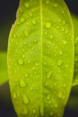 Renkli yaprağın üzerine düşen su damlalarını kapat