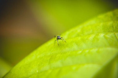 karıncayı ya da yaprak üzerindeki böceği kapat