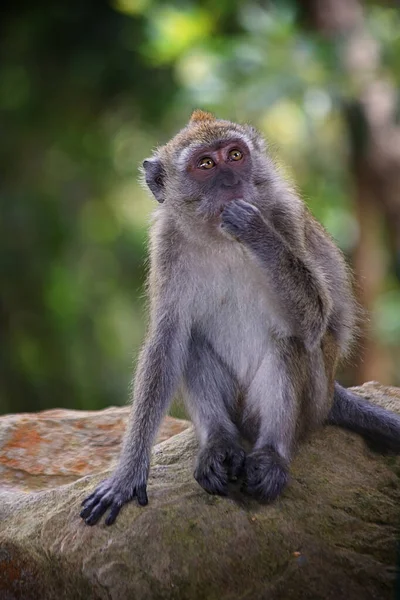 Macaco Langkawi Malásia — Fotografia de Stock