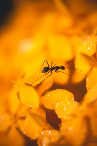 Close Ant Insect Leaf — Stock Photo, Image