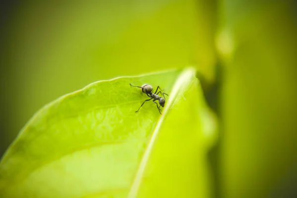 Primer Plano Hormiga Insecto Hoja — Foto de Stock