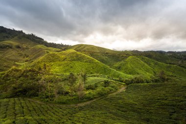 Çay tarlasında yürüyüş. Yeşil yapraklı güzel manzaraları gezmek.