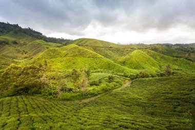 Çay tarlasında yürüyüş. Yeşil yapraklı güzel manzaraları gezmek.