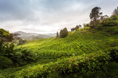 Çay tarlasında yürüyüş. Yeşil yapraklı güzel manzaraları gezmek.