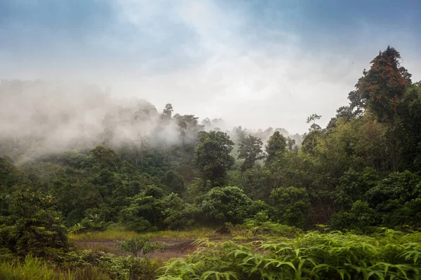 Much Haze Fog Rain Malaysia Jungle Close Tea Plantation Sightseeing — Stock Photo, Image