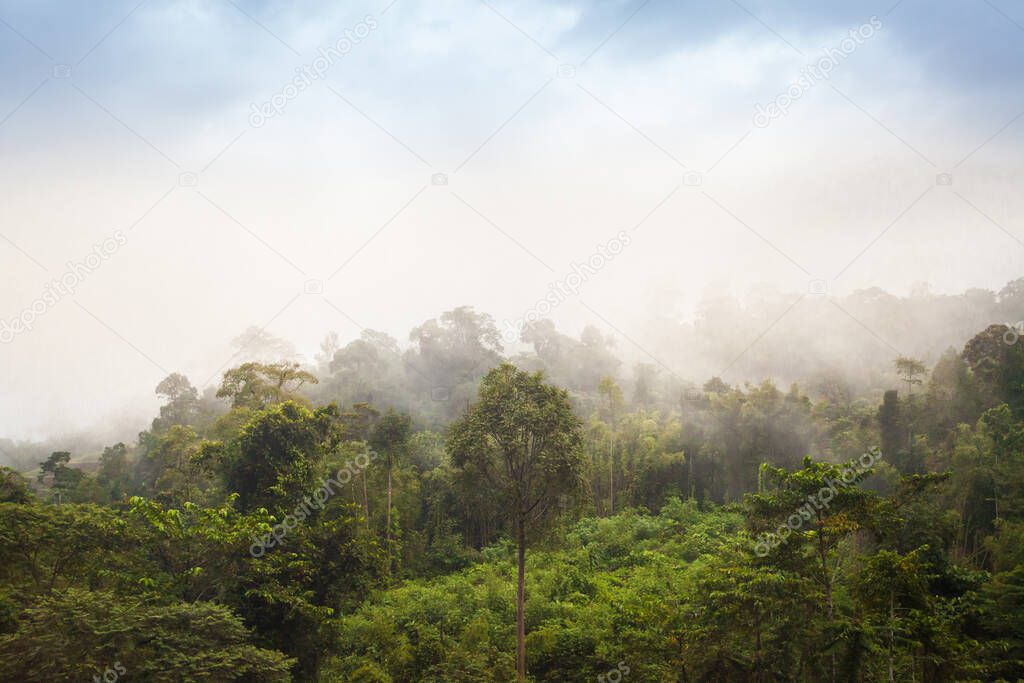 much haze and fog after rain in the malaysia jungle close to tea plantation. sightseeing in  Taman Negara national park