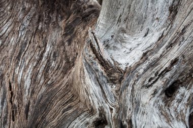 Borneo kıyısındaki ağaç dallarında soyut bir yapı