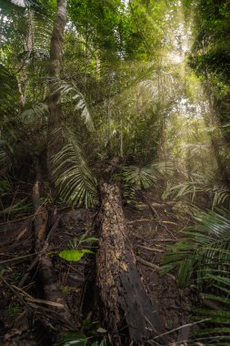 Güneş ışığı Malezya 'daki Taman Negara Milli Parkı' ndaki yaprakların arasından geçiyor.