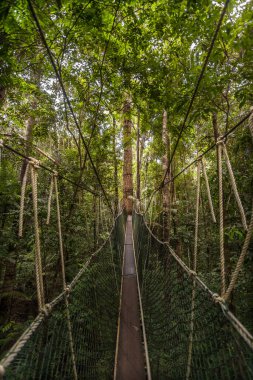 Malezya ormanlarında paraşüt yolu, Taman Negara Milli Parkı