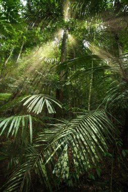 Güneş ışığı Malezya 'daki Taman Negara Milli Parkı' ndaki yaprakların arasından geçiyor.