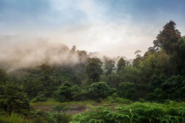 jungle walk in malaysia in the taman negara national park