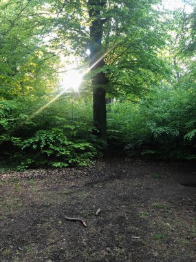 Sakson İsviçre 'de yürüyüşçülerin yolu