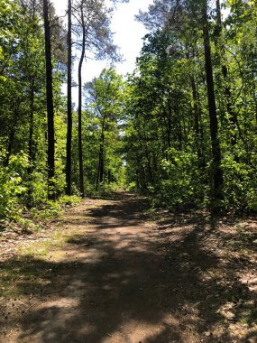 İlkbaharda treptow ormanı, ilkbaharda Berlin Parkı 'na yakın.