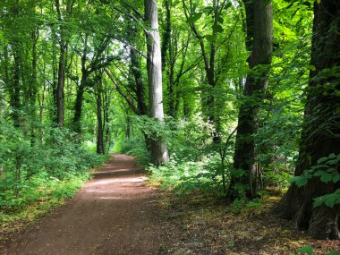 İlkbaharda treptow ormanı, ilkbaharda Berlin Parkı 'na yakın.