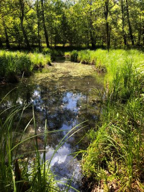 İlkbaharda treptow ormanı, ilkbaharda Berlin Parkı 'na yakın.