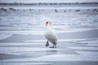 Buz parçalarının üzerinde kuğu. Kışın seddinseel, kar ve buzla Berlin 'e yakın.