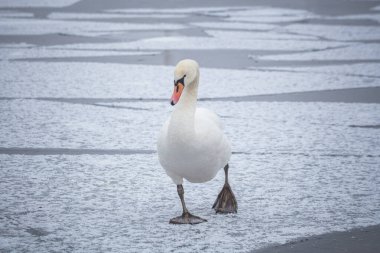 Buz parçalarının üzerinde kuğu. Kışın seddinseel, kar ve buzla Berlin 'e yakın.
