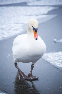 Buz parçalarının üzerinde kuğu. Kışın seddinseel, kar ve buzla Berlin 'e yakın.