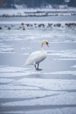 Buz parçalarının üzerinde kuğu. Kışın seddinseel, kar ve buzla Berlin 'e yakın.