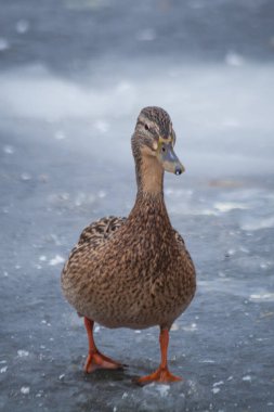 Buzlu ördek. Kışın seddinseel, kar ve buzla Berlin 'e yakın.