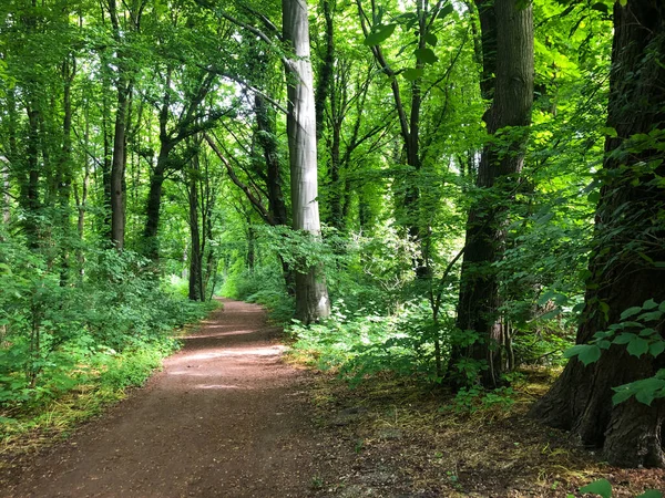 İlkbaharda treptow ormanı, ilkbaharda Berlin Parkı 'na yakın.