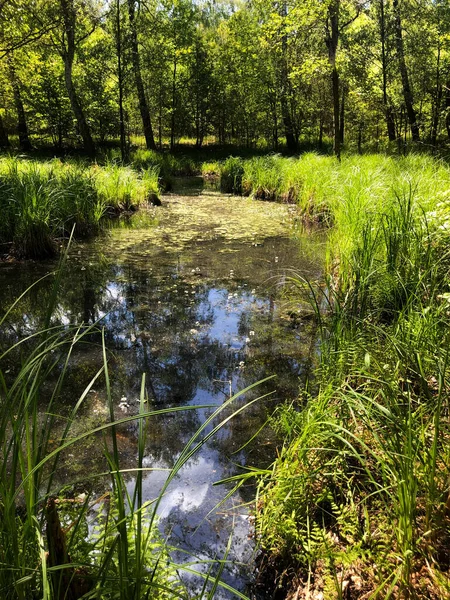 İlkbaharda treptow ormanı, ilkbaharda Berlin Parkı 'na yakın.