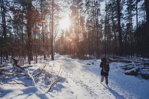 Kışın ormanda kar ve buzla yürüyen yürüyüşçü, harika bir gün ışığı ve güneşle.