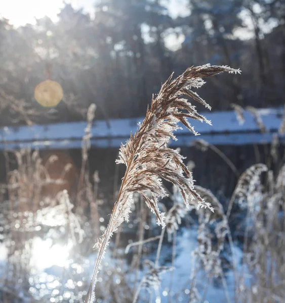 Téli Időnövény Jég Napsütésben Napfényben — Stock Fotó