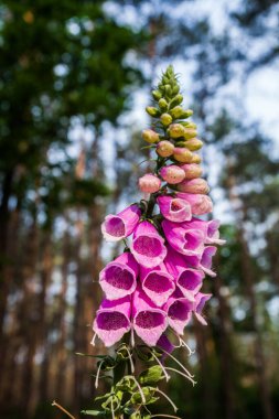 Yüksük, yüksük otu çiçekleri ormanın önünde büyük gün ışığıyla