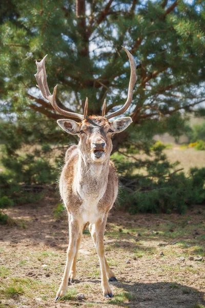 Primo Piano Giovani Cervi Prato Nell Entroterra Del Brandeburgo Vicino — Foto Stock