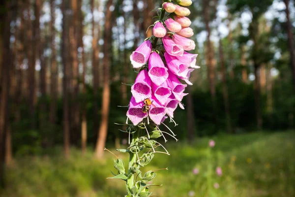 Bourdon Près Foxglove Floraison — Photo