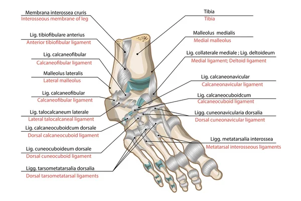 Ligamentos e articulações do pé Ilustrações De Stock Royalty-Free