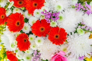 güzel renkli çiçekler