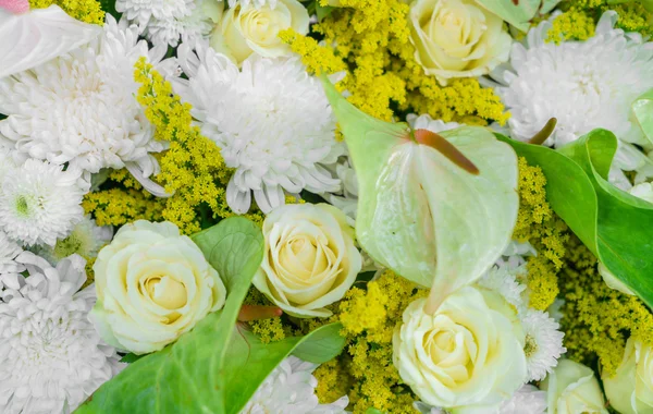Güzel renkli çiçekler — Stok fotoğraf