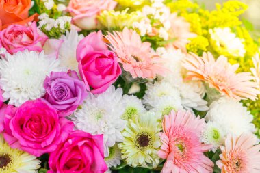 güzel renkli çiçekler