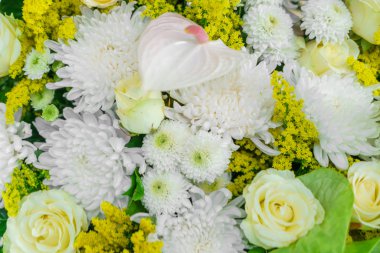 güzel renkli çiçekler