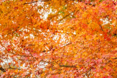 Renkli sonbahar yaprakları