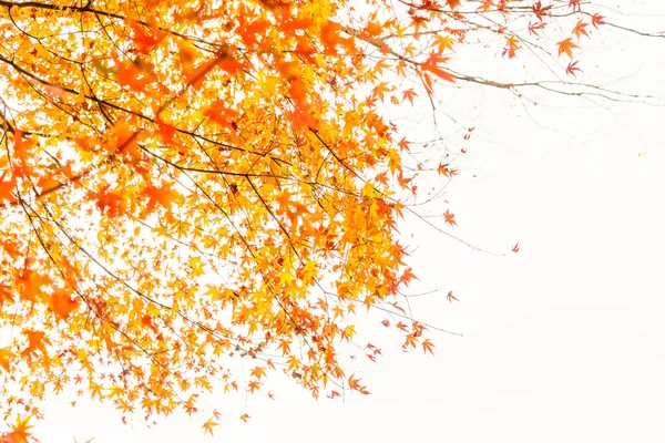 Bunte Herbstblätter — Stockfoto