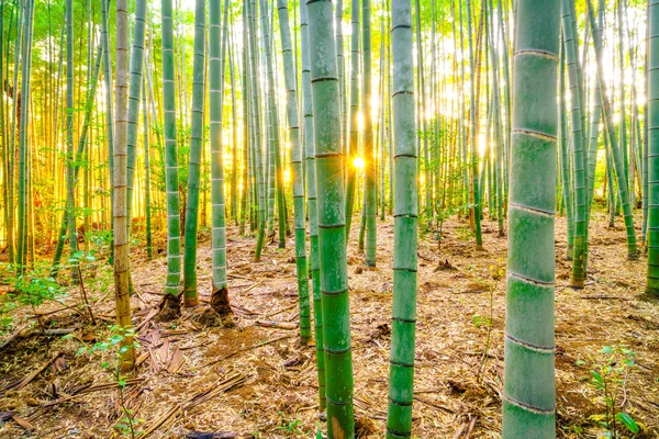 Bambuswald mit Sonnenstrahlen — Stockfoto