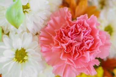 güzel renkli çiçekler