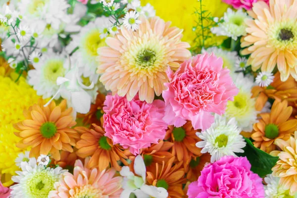 Schöne bunte Blumen — Stockfoto