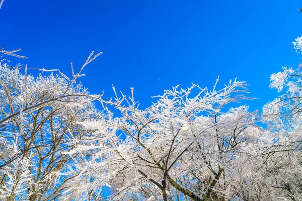 Frozen trees in winter — Stock Photo, Image