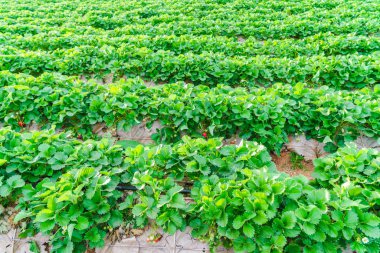 Çilek alan, yüksek çözünürlüklü görüntüleri