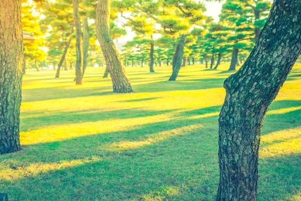 美丽的森林，有树木 — 图库照片